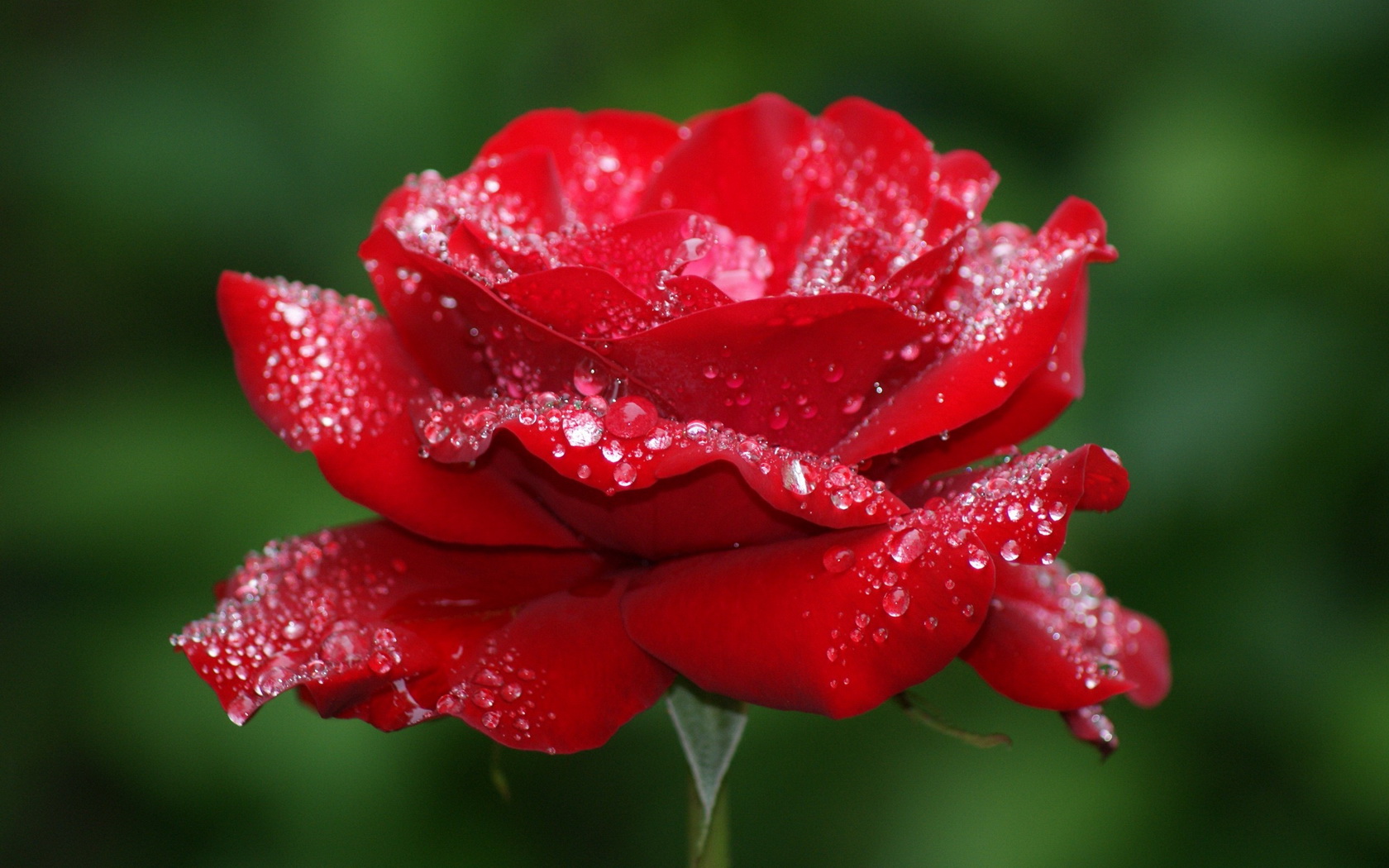 flowers, Rose, Water, Drops, Red Wallpaper