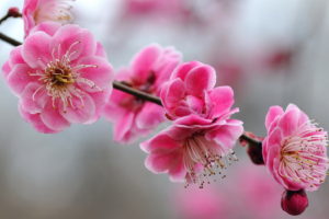 flowers, Tree, Branches, Pink