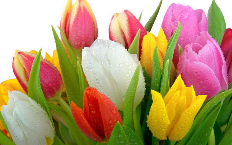 flowers, Tulips, Water, Drops HD Wallpaper Desktop Background