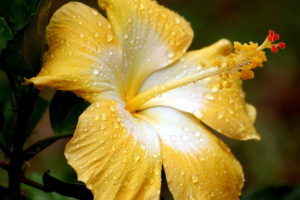 flowers, Water, Drops, Yellow