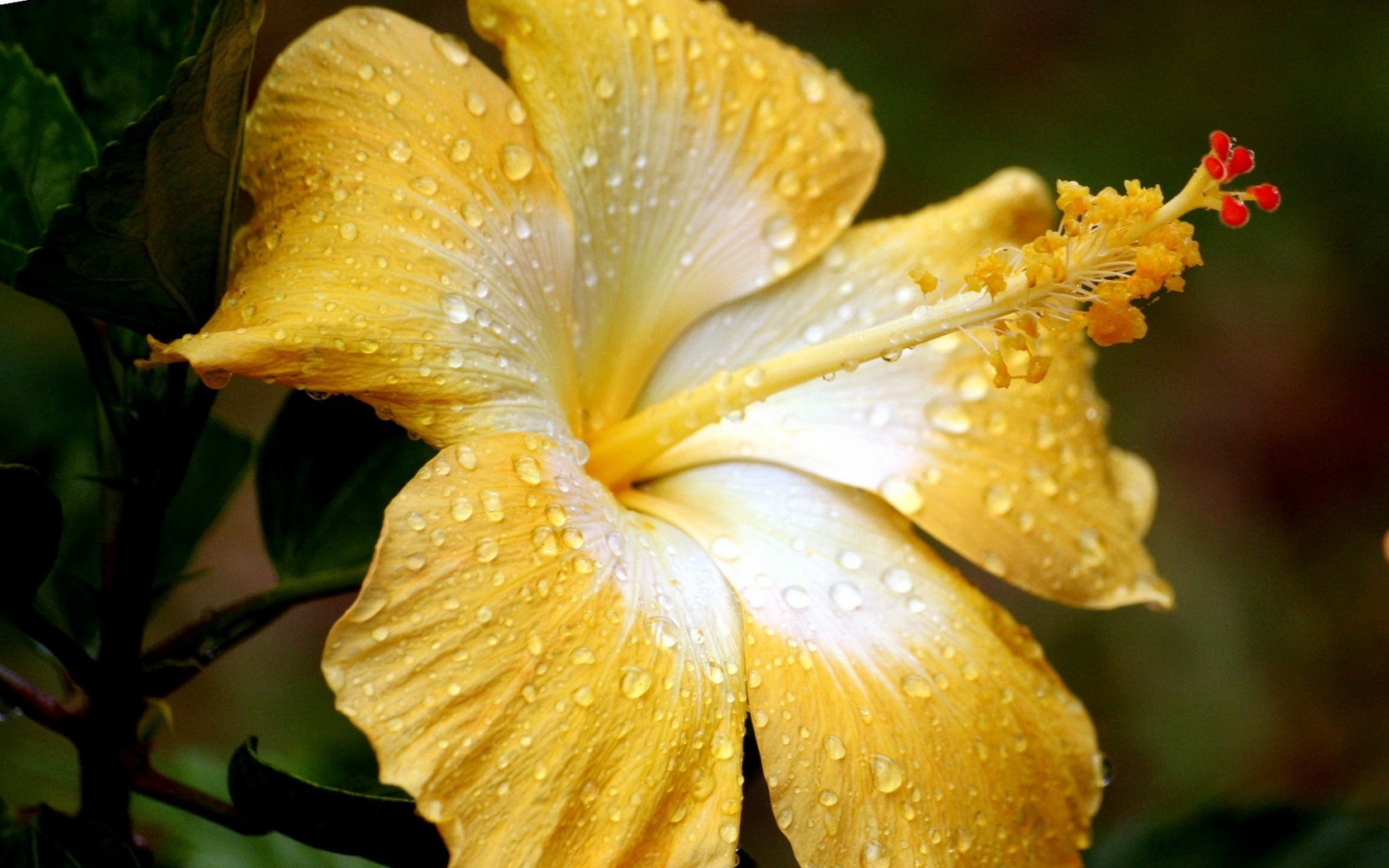 flowers, Water, Drops, Yellow Wallpaper