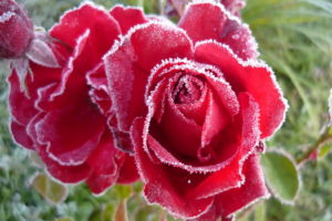 flowers, Rose, Frozen