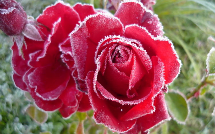 flowers, Rose, Frozen HD Wallpaper Desktop Background