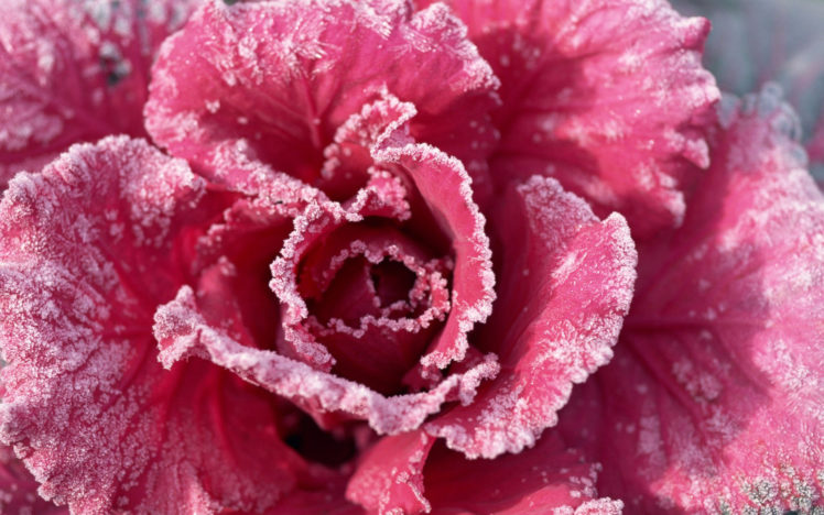 flowers, Rose, Frozen HD Wallpaper Desktop Background