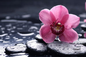 flowers, Orchid, Water, Drops