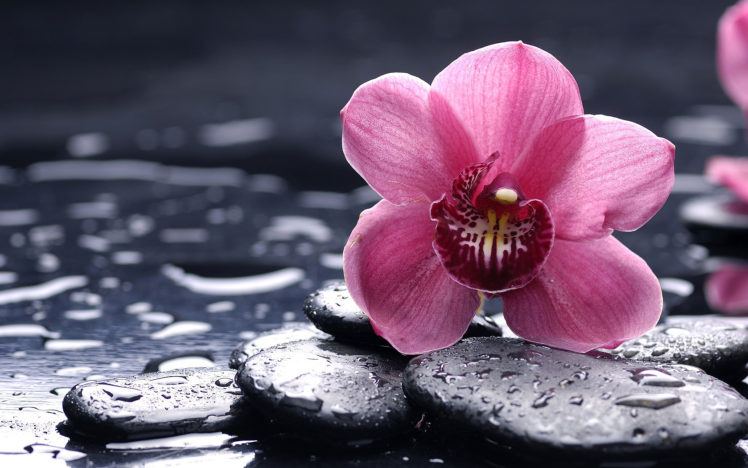 flowers, Orchid, Water, Drops HD Wallpaper Desktop Background