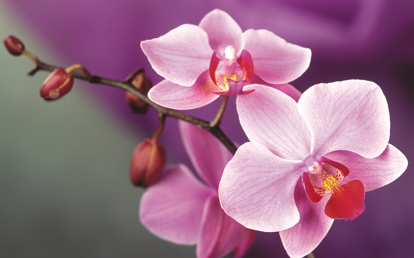 flowers, Orchid Wallpaper
