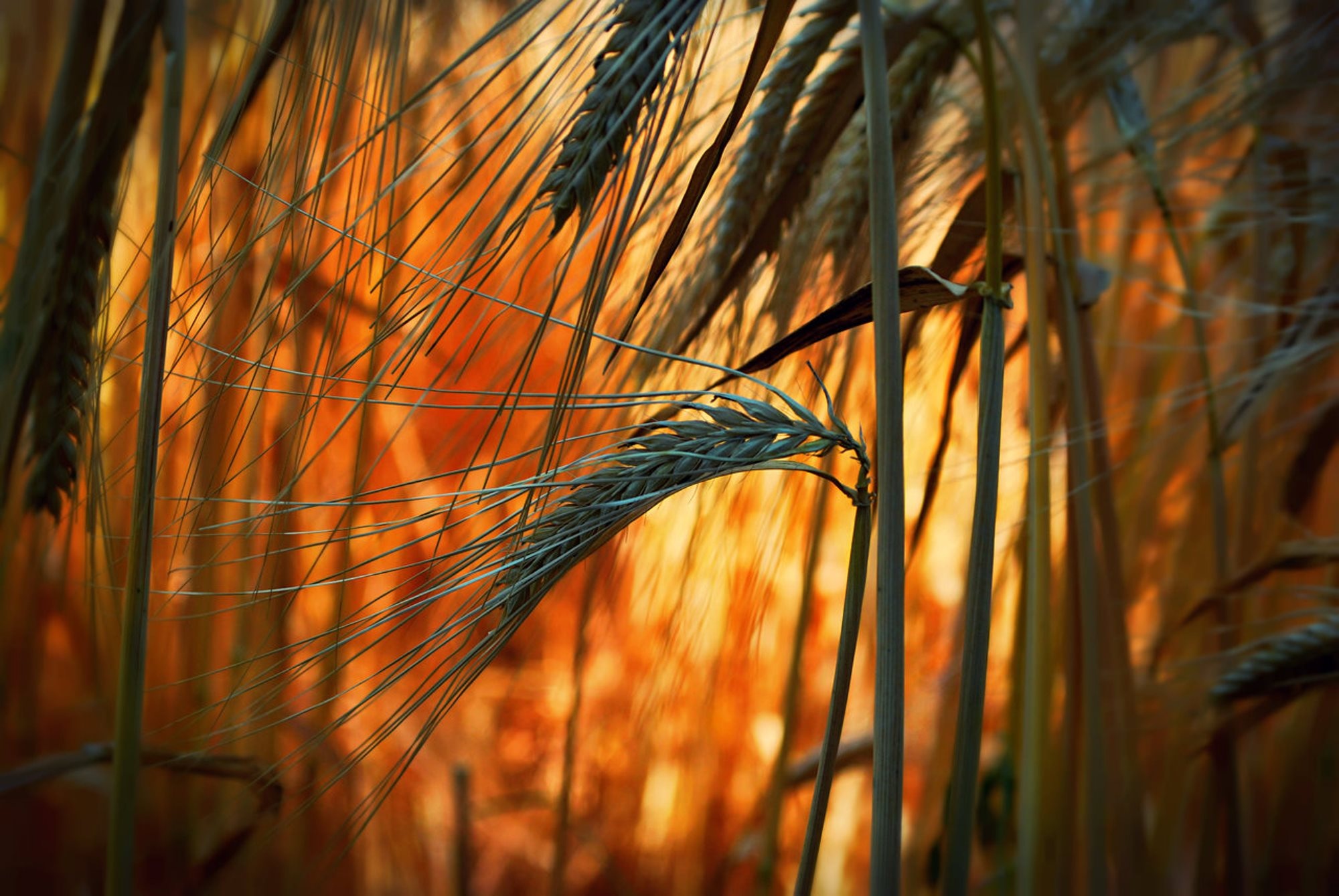 ears, Bright, Close up, Field, Grass, Wheat, Bokeh Wallpaper