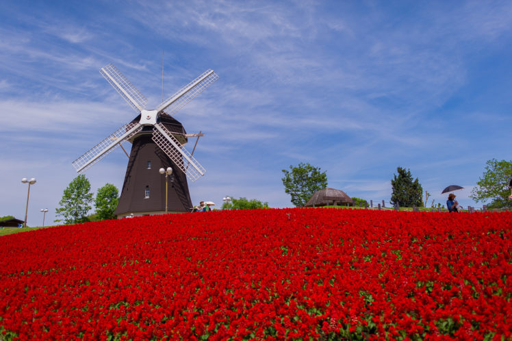 flower, Red, Field, Windmill, Mill HD Wallpaper Desktop Background
