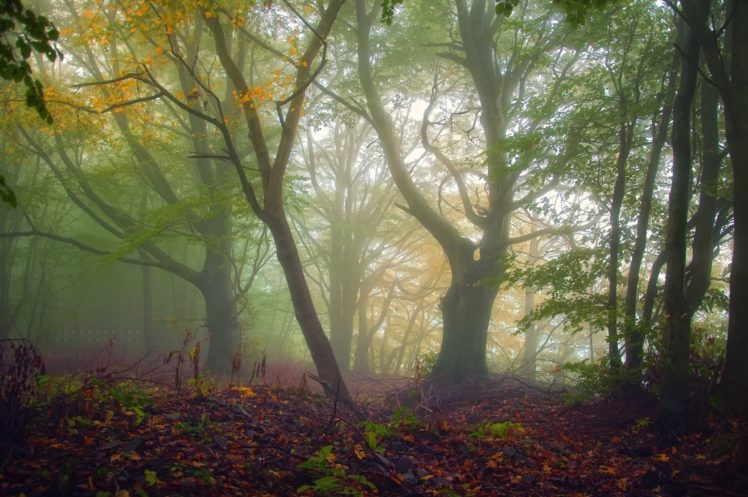 landscape, Forest, Autumn, Fall HD Wallpaper Desktop Background