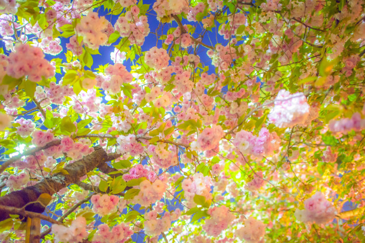 sakura, Cherry, Tree, Blossom, Spring, Branches HD Wallpaper Desktop Background