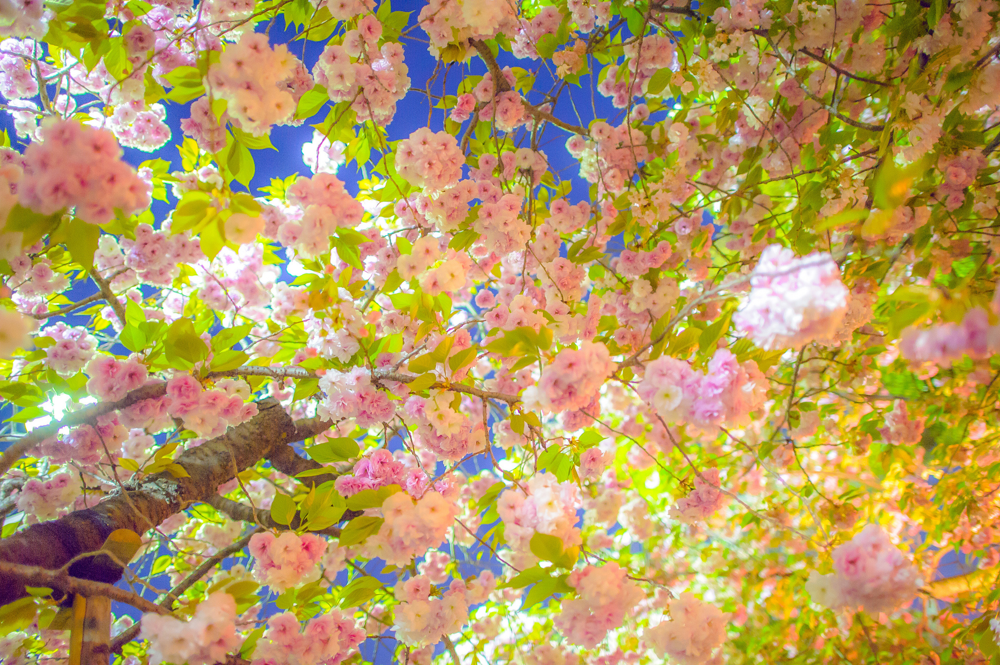 sakura, Cherry, Tree, Blossom, Spring, Branches Wallpaper