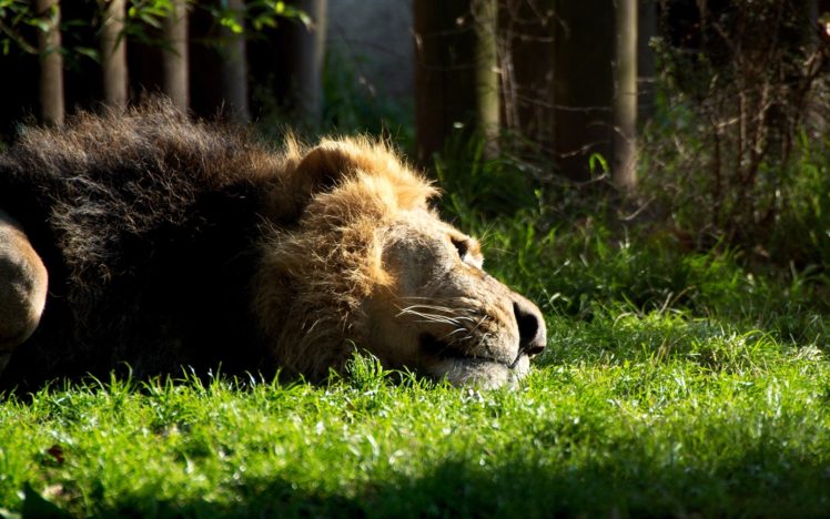 animals, Grass, Lying, Down, Lions HD Wallpaper Desktop Background