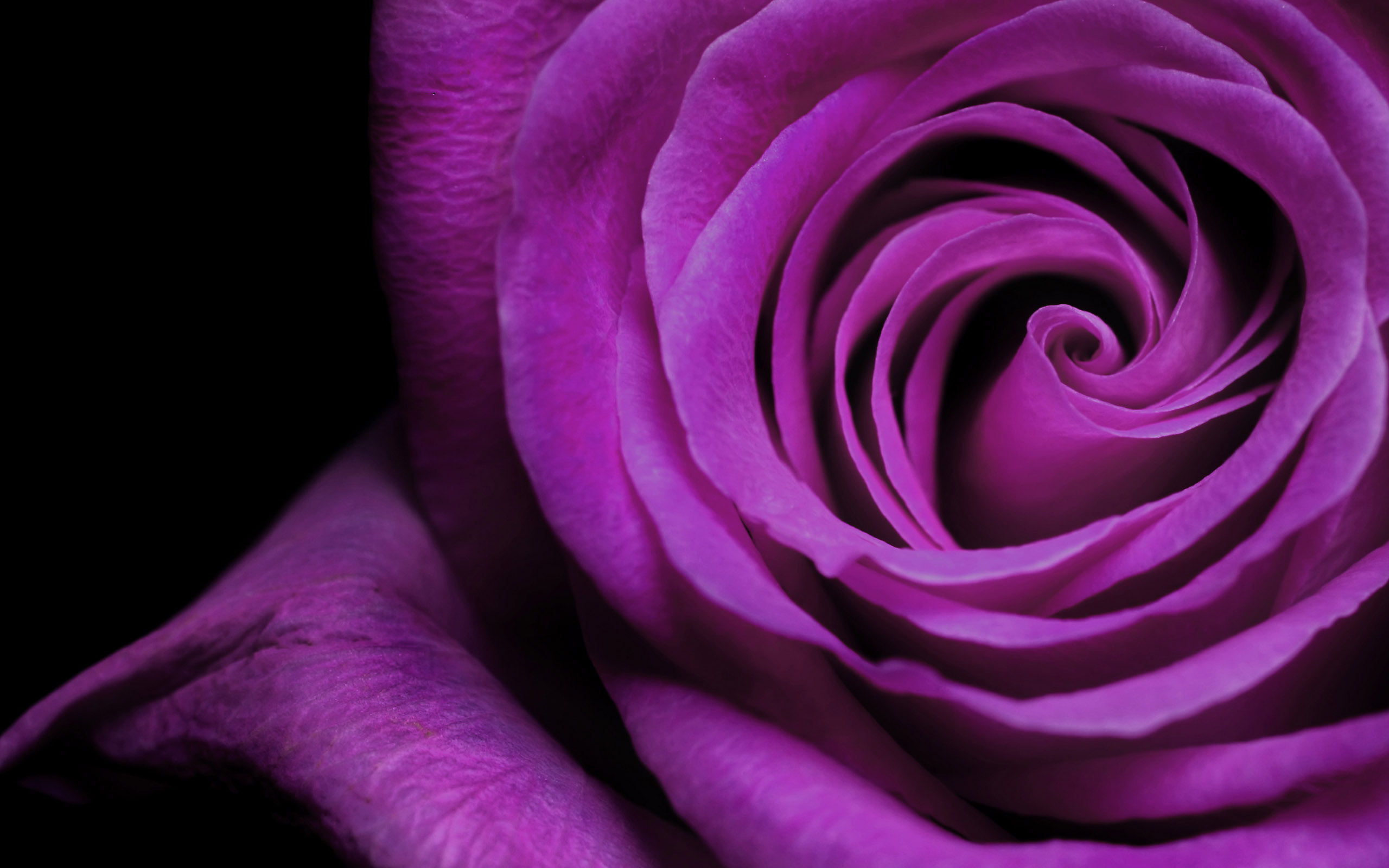 flowers, Purple, Macro, Flower, Petals, Roses Wallpaper