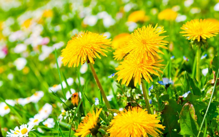 field, Flowers, Daisies, Dandelions, Yellow HD Wallpaper Desktop Background