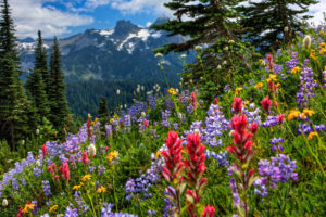 mount, Rainier, National, Park, Mountains, Meadow, Flowers