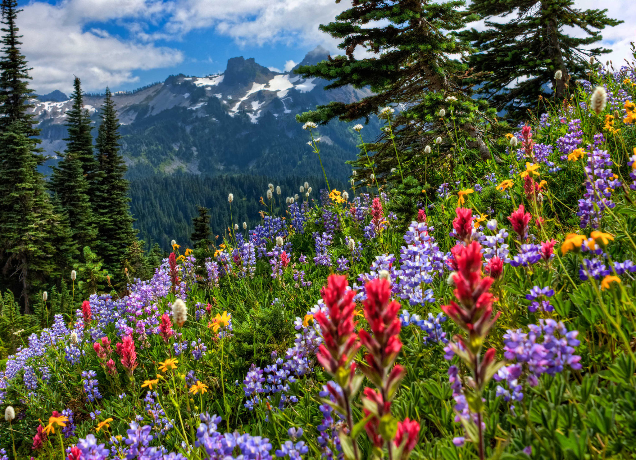 mount, Rainier, National, Park, Mountains, Meadow, Flowers Wallpaper