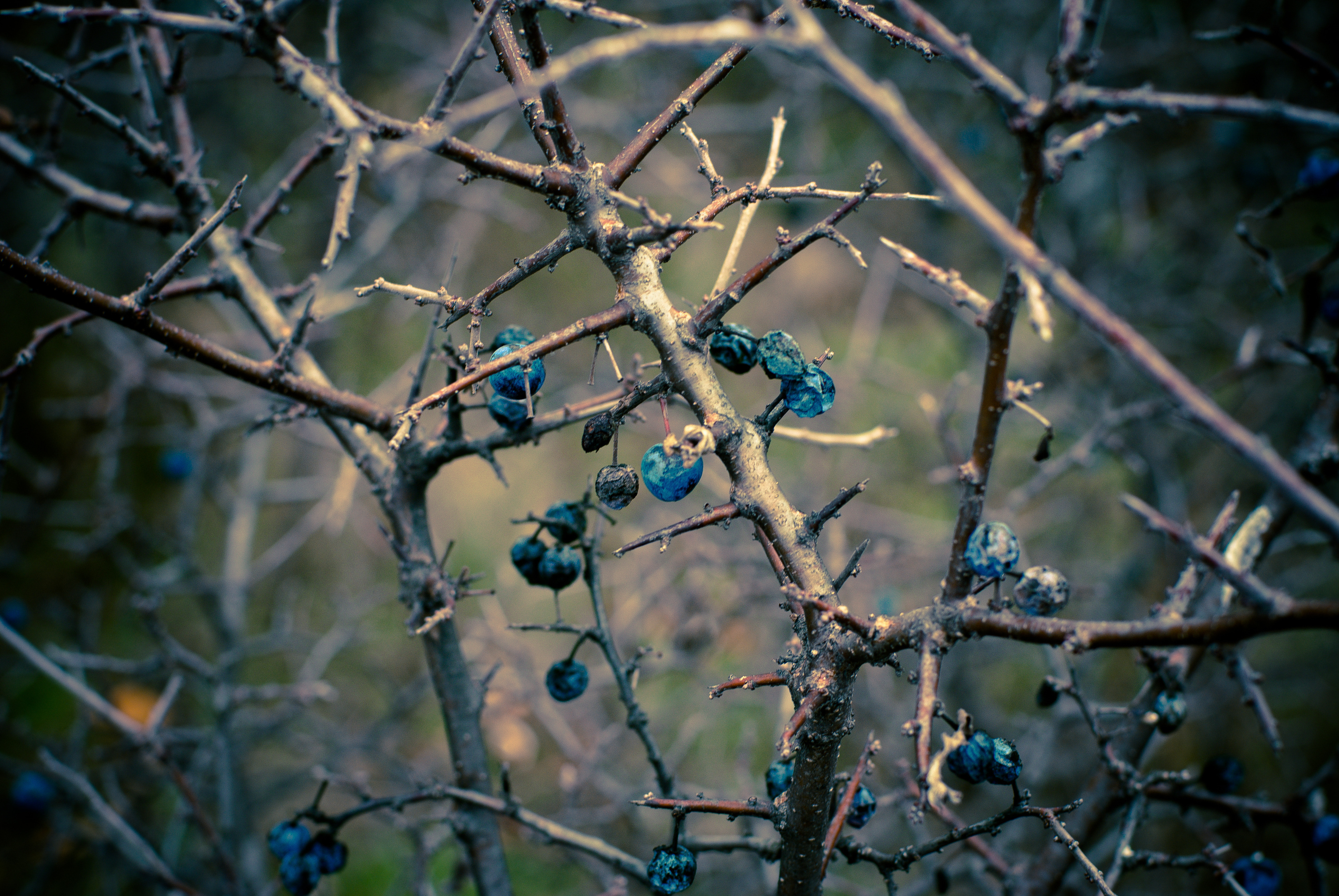 branches, Fall, Turn, Fruit, Autumn, Macro Wallpaper