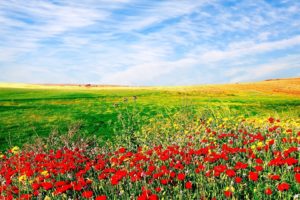 nature, Flowers, Sown, Field, Landscape, Sky