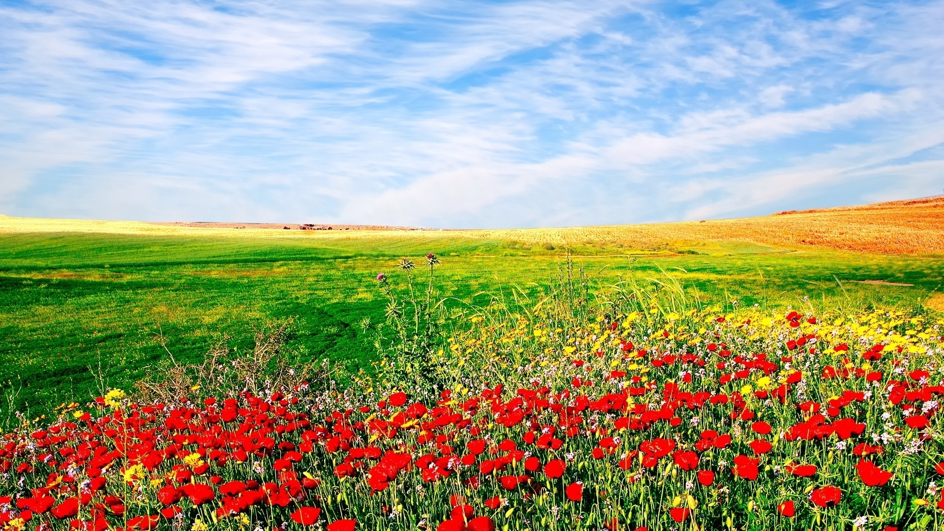 nature, Flowers, Sown, Field, Landscape, Sky Wallpaper