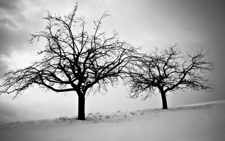 sky, Branches, Cold, Dusk, Trees, Winter, Snow, Silhouette HD Wallpaper Desktop Background