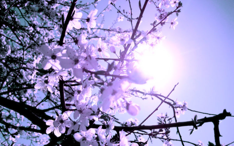 tree, Spring, Flowers, Branches, Blossoms HD Wallpaper Desktop Background