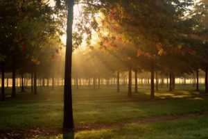 park, Grass, Dew, Light, Nature, Night, Fall, Autumn, Fog