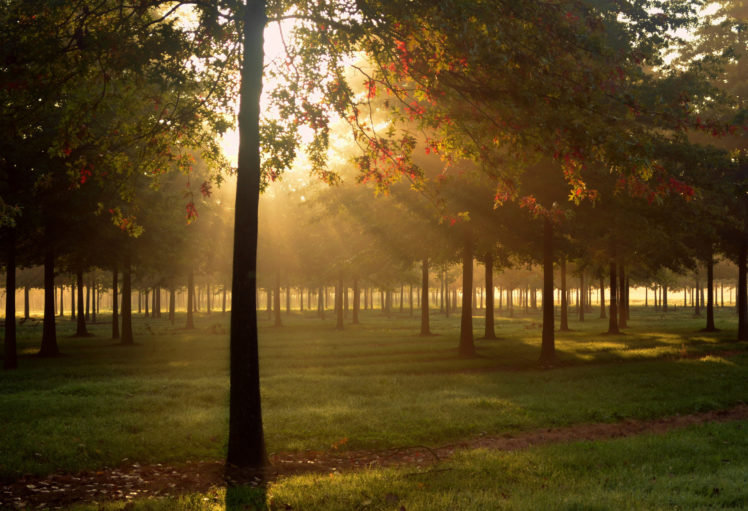park, Grass, Dew, Light, Nature, Night, Fall, Autumn, Fog HD Wallpaper Desktop Background