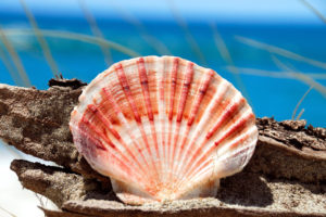 shell, Beach, Bokeh