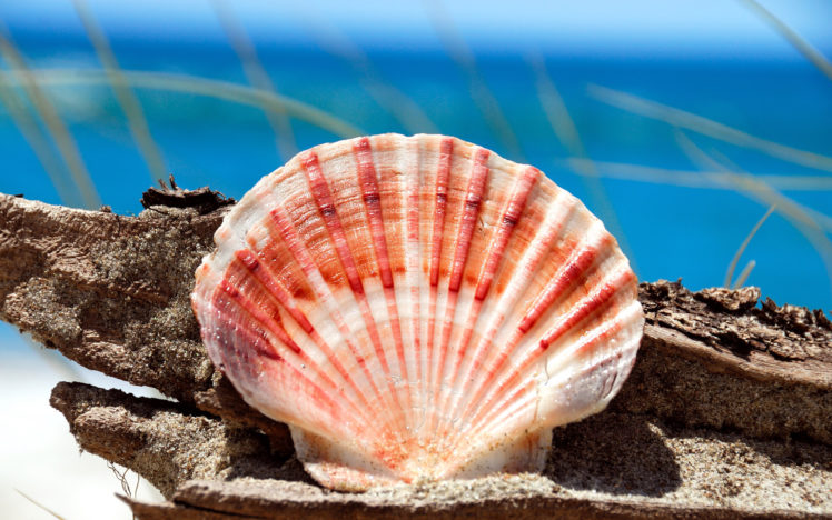 shell, Beach, Bokeh HD Wallpaper Desktop Background