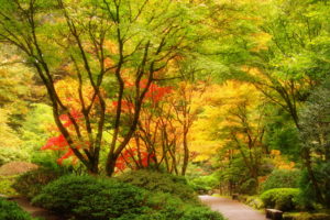 usa, Garden, Portland, Japanese, Trees, Nature, Autumn, Fall