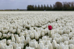tulips, Fields, Sea, White, Flowers, Bokeh