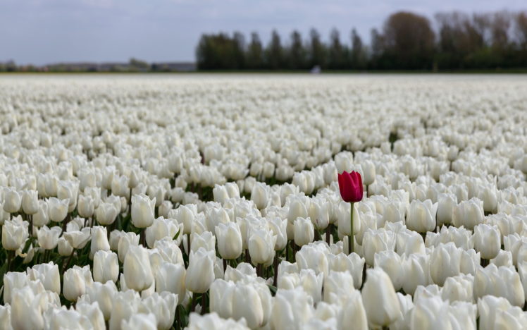 tulips, Fields, Sea, White, Flowers, Bokeh HD Wallpaper Desktop Background