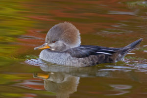 duck, Bird, Floating, Pond, Water, Reflection