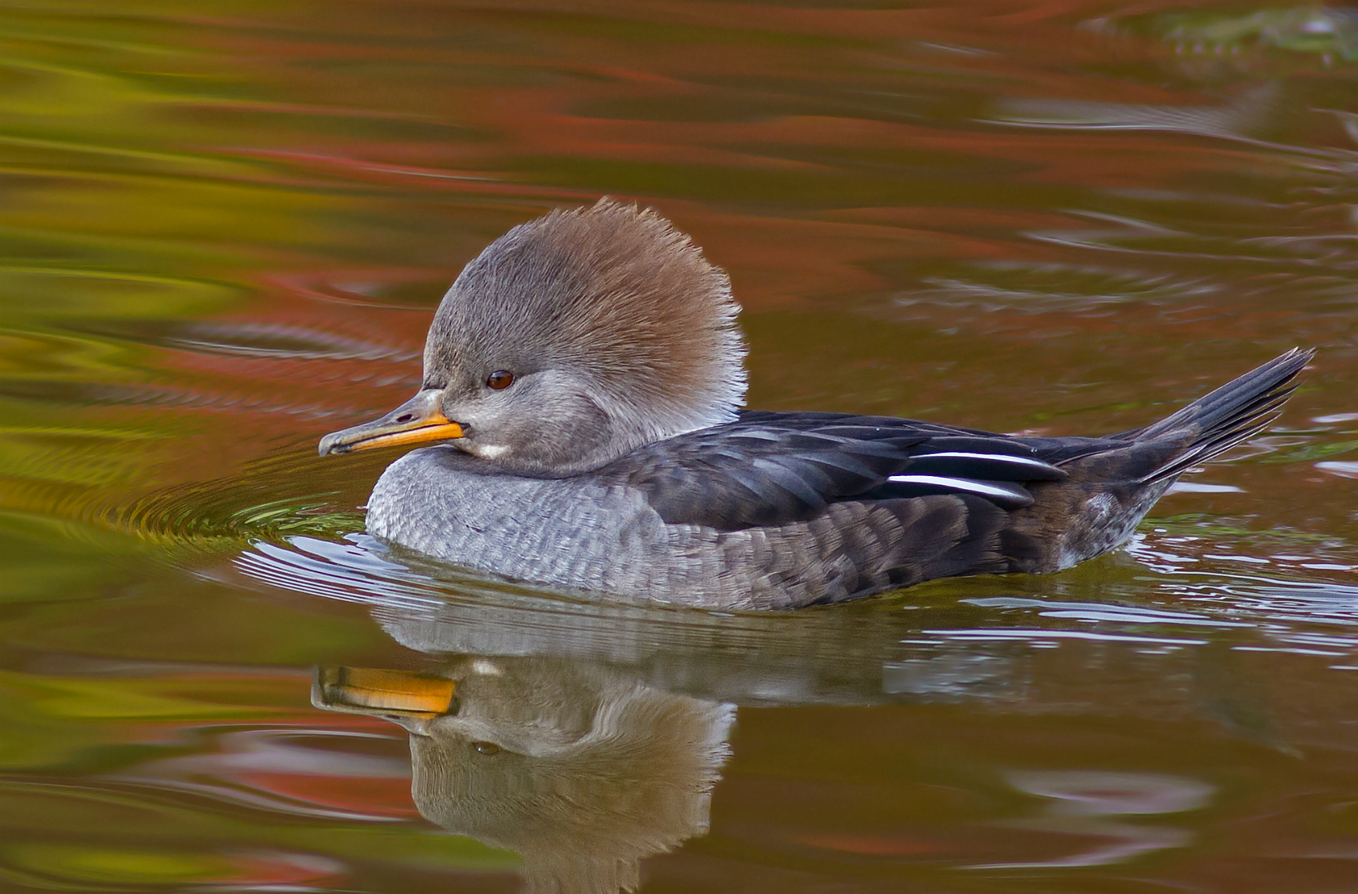 duck, Bird, Floating, Pond, Water, Reflection Wallpaper