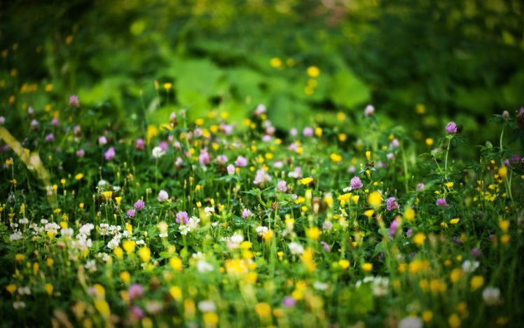 flowers, Grass, Green, Bright, Colors, Beautiful, Bokeh, Spring HD Wallpaper Desktop Background