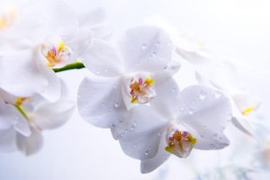 flowers, Orchids, Orchid, Drops