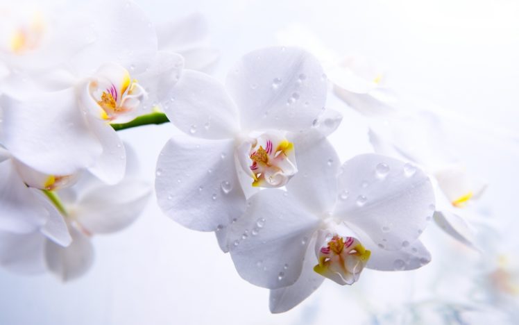 flowers, Orchids, Orchid, Drops HD Wallpaper Desktop Background