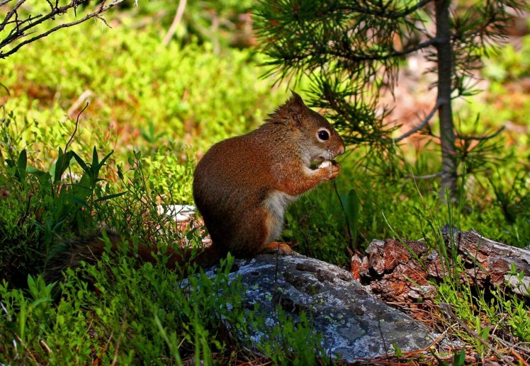 protein, Red, Stone, Squirrel HD Wallpaper Desktop Background