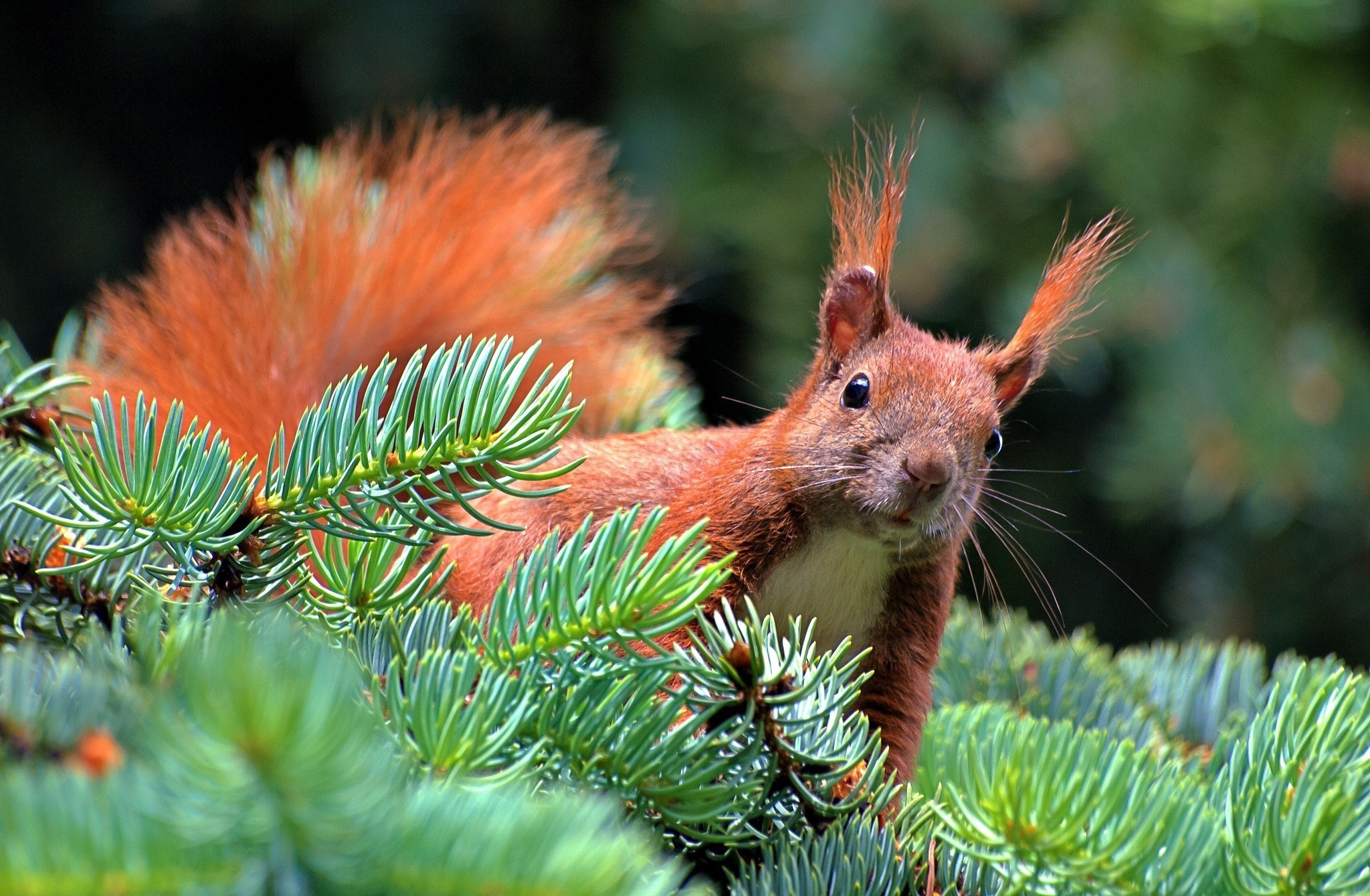 squirrel Wallpaper