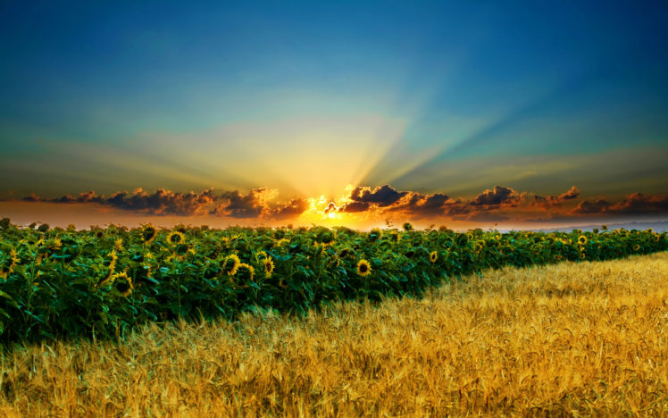 sunset, Landscapes, Nature, Flowers, Sunflowers HD Wallpaper Desktop Background