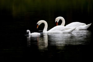 birds, Swans, Cygnet