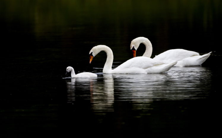 birds, Swans, Cygnet HD Wallpaper Desktop Background