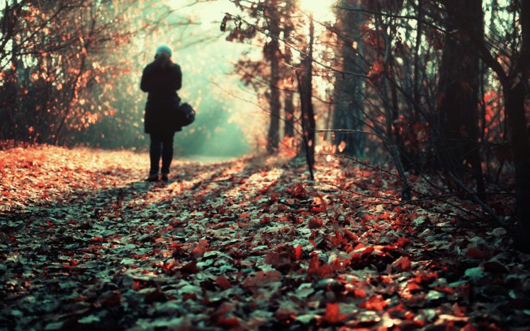 women, Nature, Trees, Autumn, Forest, Leaves, Sunlight, Fallen, Leaves HD Wallpaper Desktop Background