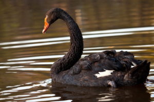 birds, Black, Swan