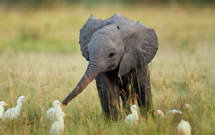 birds, Animals, Funny, Elephants, Africa, Baby, Elephant, Baby, Animals HD Wallpaper Desktop Background