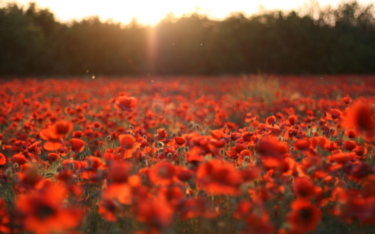 sunset, Nature, Flowers, Poppy, Red, Flowers HD Wallpaper Desktop Background