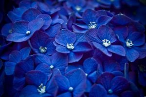 nature, Flowers, Macro, Watermark, Blue, Flowers, Hydrangeas
