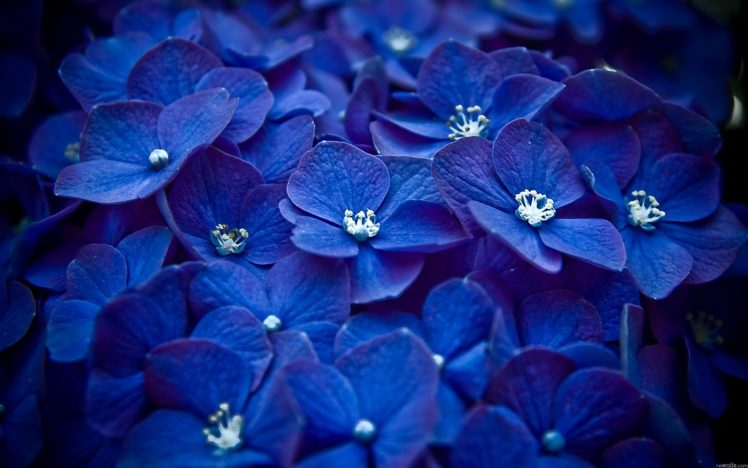 nature, Flowers, Macro, Watermark, Blue, Flowers, Hydrangeas HD Wallpaper Desktop Background