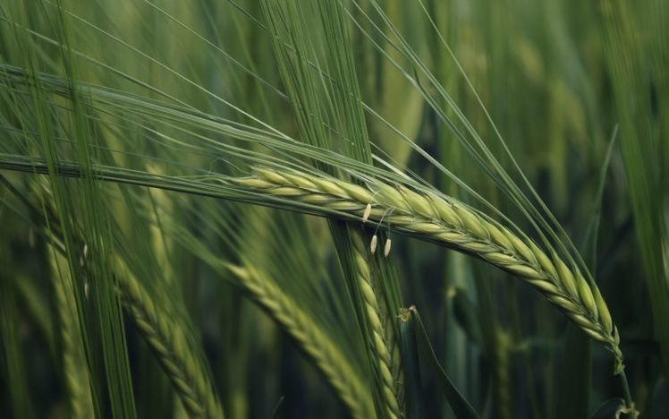 green, Nature, Fields, Wheat, Plants, Macro HD Wallpaper Desktop Background